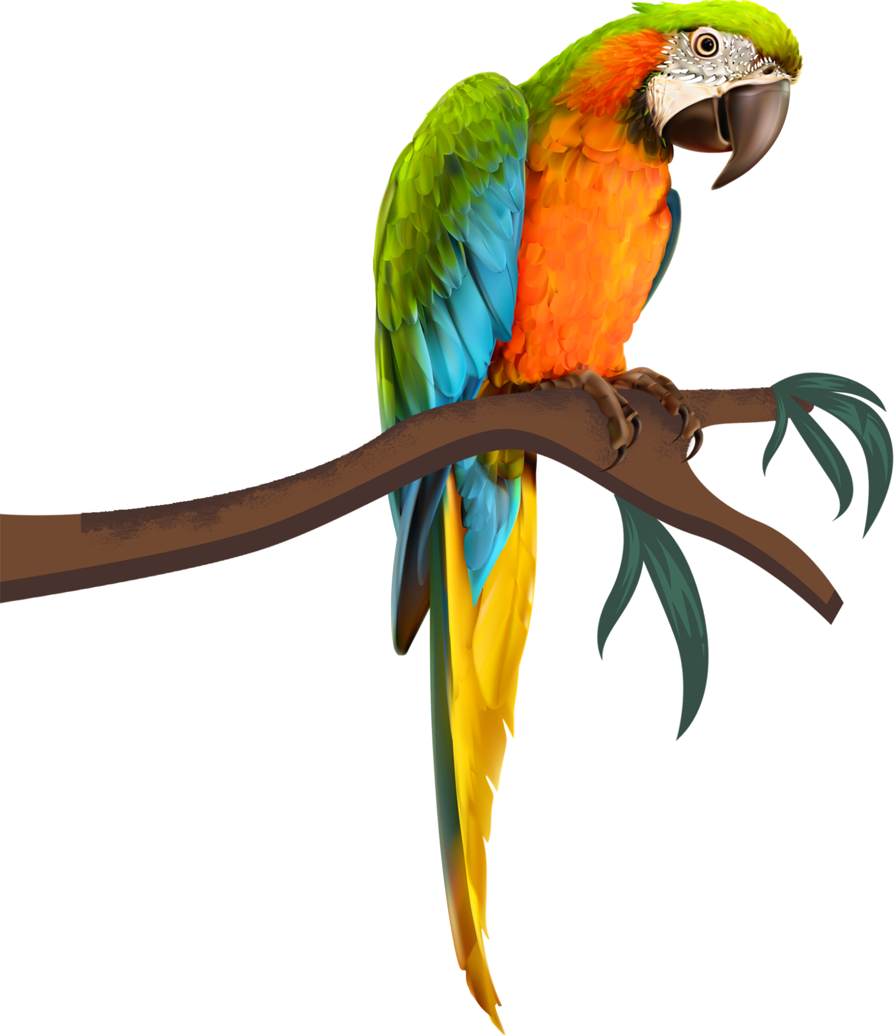 Comptoir du Rhum et du Whisky Eysines - Macaw Parrot